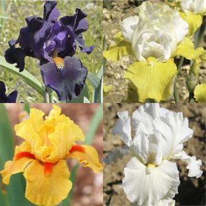 Pack de 11 iris intermédiaires