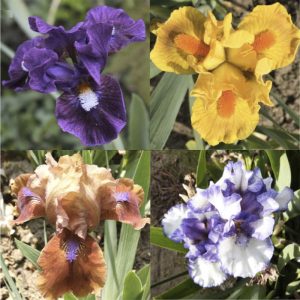 Pack de 10 iris nains