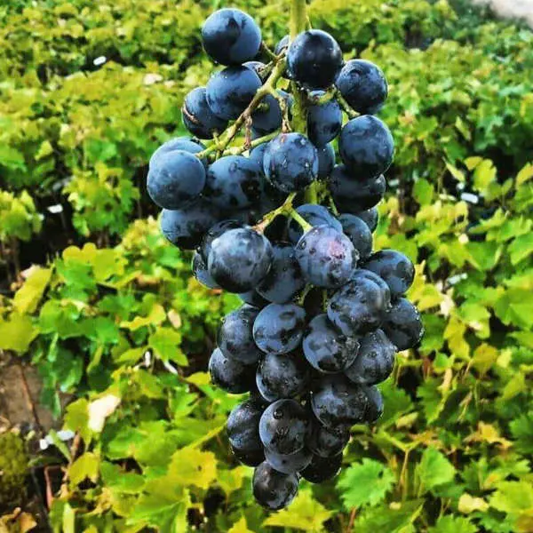 Pack 4 pieds de vigne originaux et résistants aux maladies – Image 3