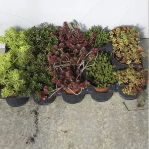 Pack de 6 sedums ou delospermas (Pot de 10,5 cm)