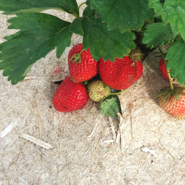 Rouleau de paillage en chanvre longue durée