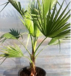 Palmier à jupon de WASHINGTON