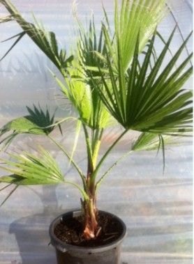 Palmier à jupon de WASHINGTON