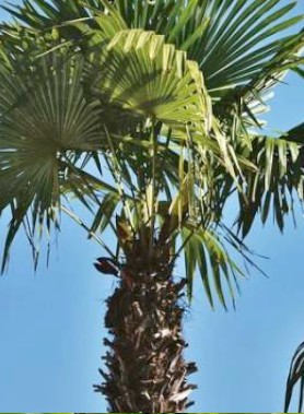 Palmier à jupon de WASHINGTON – Image 2