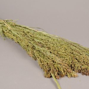 Une botte de Panicum Naturel