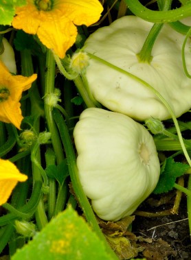 Graines de PATISSON – Image 2