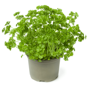 Aromatique Persil Frisé
