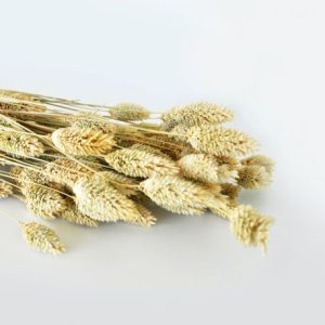 Une botte de Phalaris Naturel