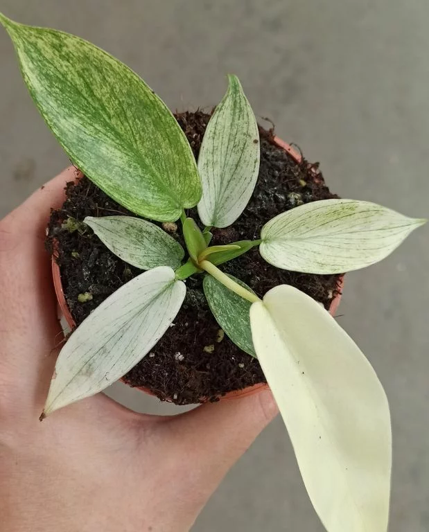 Philodendron Florida Ghost – Image 4