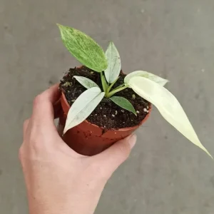 Philodendron Florida Ghost