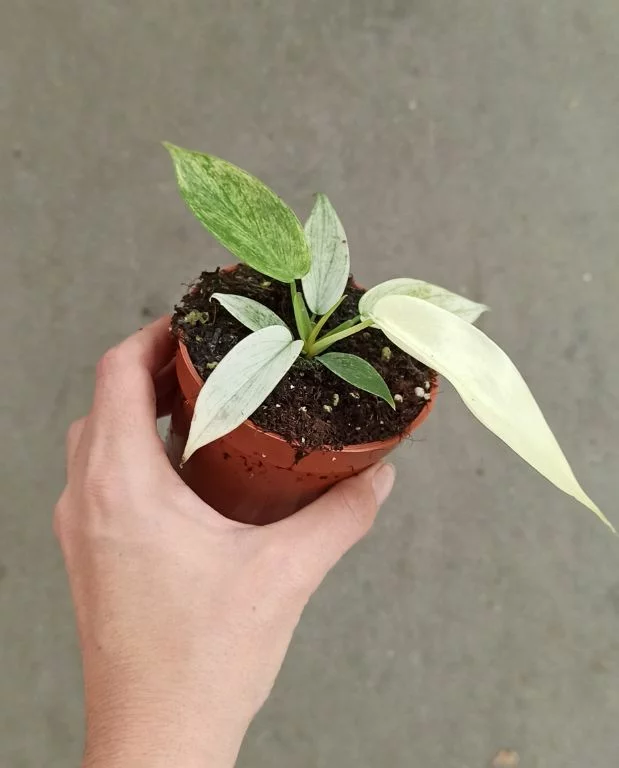 Philodendron Florida Ghost