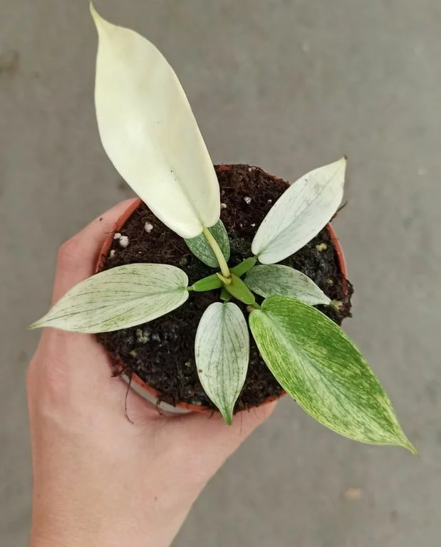 Philodendron Florida Ghost – Image 2