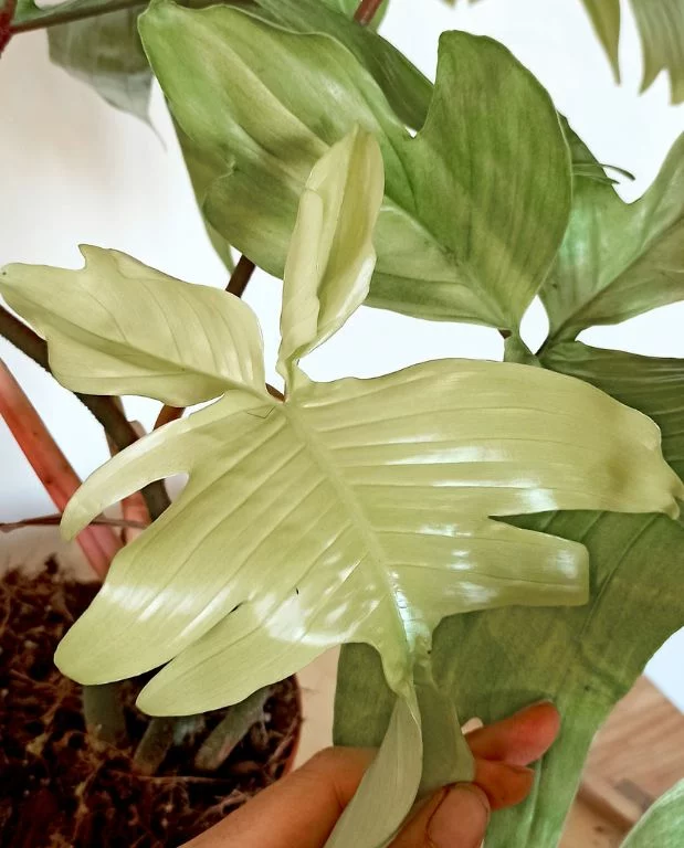 Philodendron Florida Ghost – Image 6