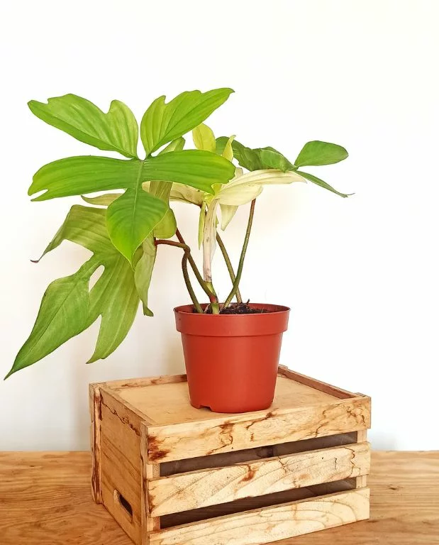 Philodendron Florida Ghost – Image 7