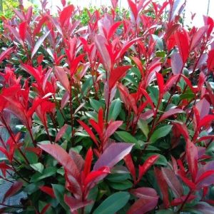 Photinia Carre Rouge