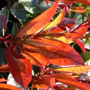 Photinia Serrulata Red Robin