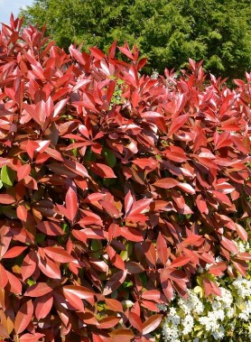 Photinia Red select – Image 2
