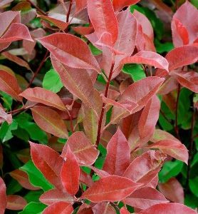 Photinia Red select