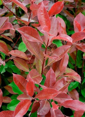 Photinia Red select