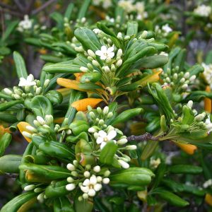 Pittosporum Tobira