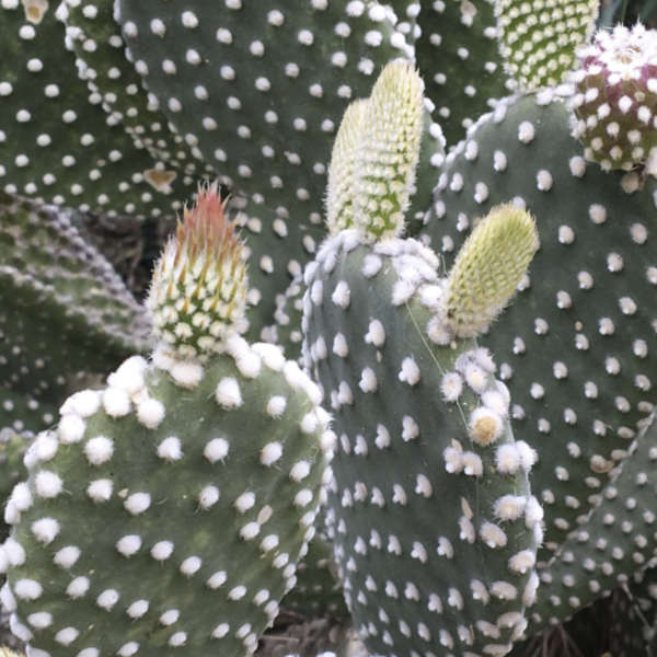 Pack de 10 cactus (pot de 5,5 cm) – Image 2