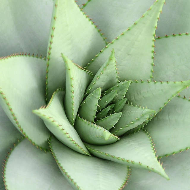 Pack de 10 succulentes (pot de 5,5 cm) – Image 3