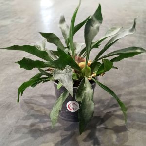 Platycerium Bifurcatum