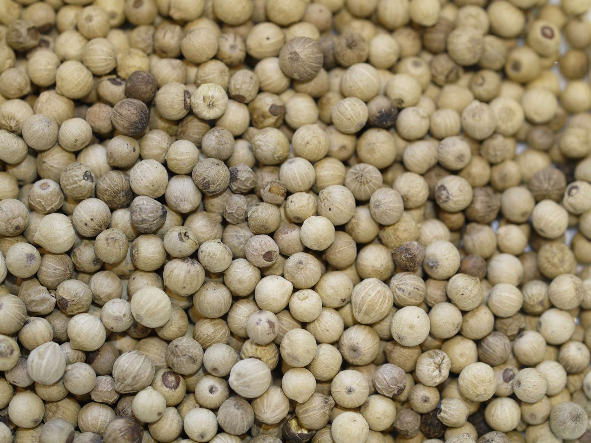 Poivre blanc de Belem – Image 2