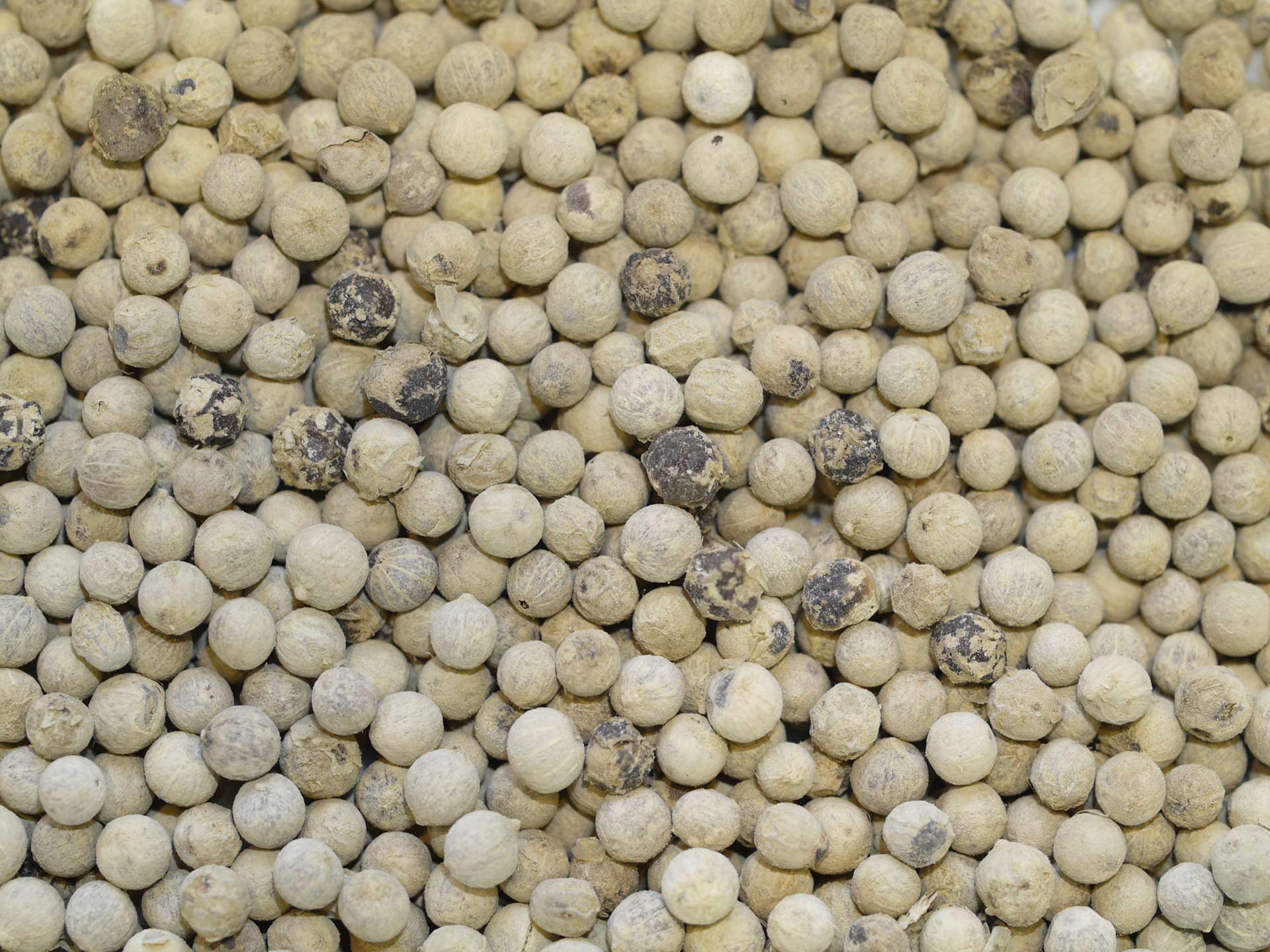 Poivre blanc du viet nam – Image 2