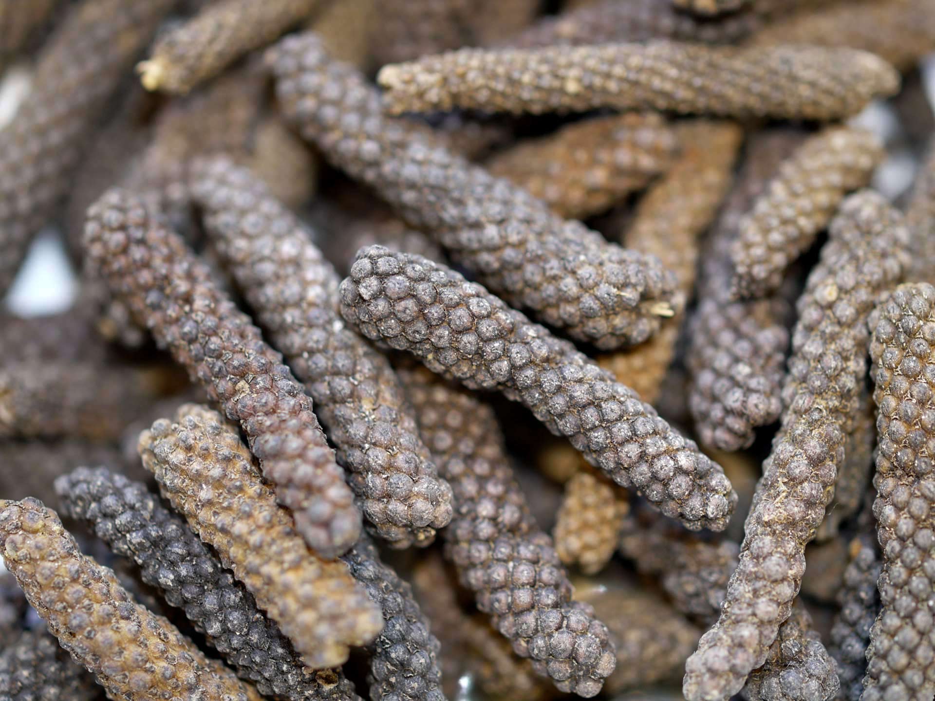 Poivre Long de Java – Image 2