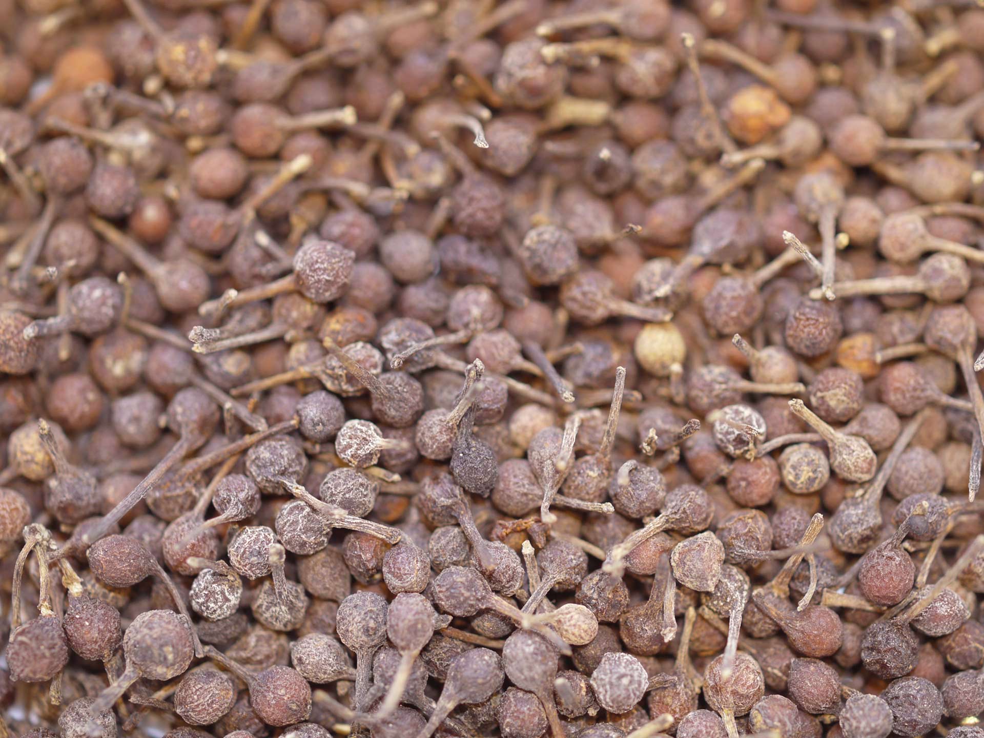 Poivre Voatsiperifery rouge – Image 2