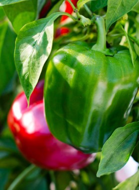 Graines de POIVRON – Image 2