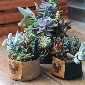 Pot géotextile pour succulentes et plantes grasses