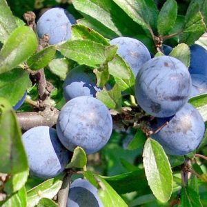 Prunellier ÉPINE NOIRE