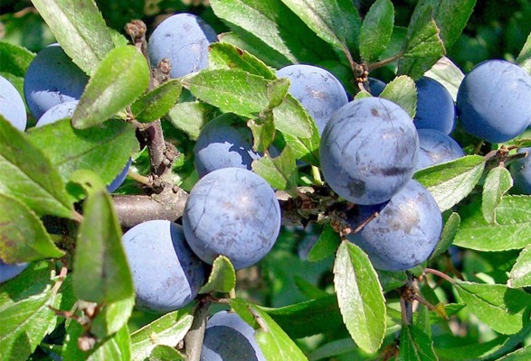 Prunellier ÉPINE NOIRE