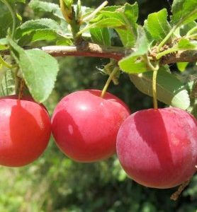 Prunier MYROBOLANA (Prunier-cerise)