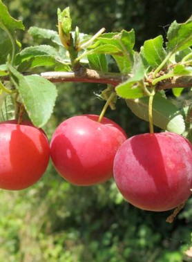 Prunier MYROBOLANA (Prunier-cerise)