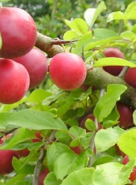 Prunier MYROBOLANA (Prunier-cerise) – Image 2