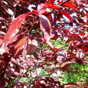 Prunier d’ornement (Prunus Cerasifera Pissardi)
