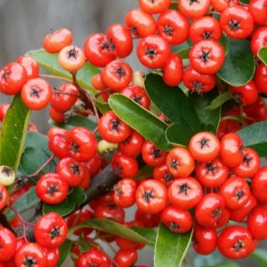 Pyracantha