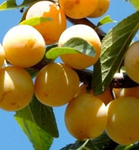 Prunier REINE CLAUDE DORÉ