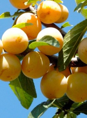 Prunier REINE CLAUDE DORÉ