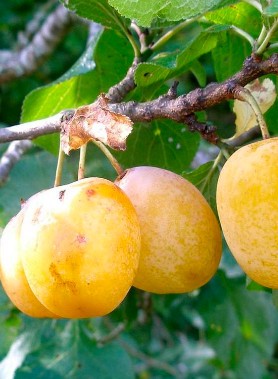 Prunier REINE CLAUDE DORÉ – Image 2