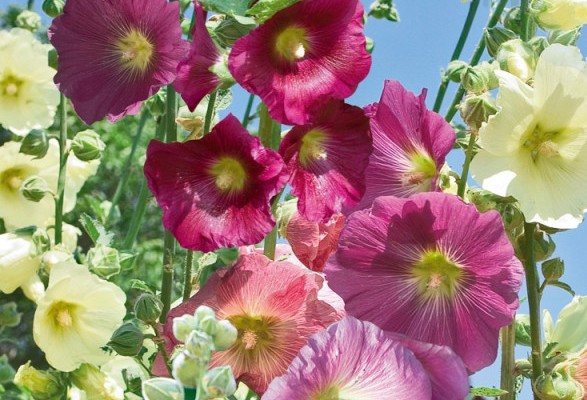 Graines de roses TREMIERES en mélange – Image 5