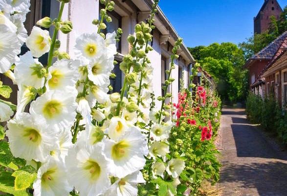 Graines de roses TREMIERES en mélange – Image 3