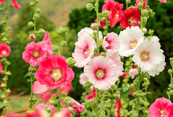 Graines de roses TREMIERES en mélange – Image 4