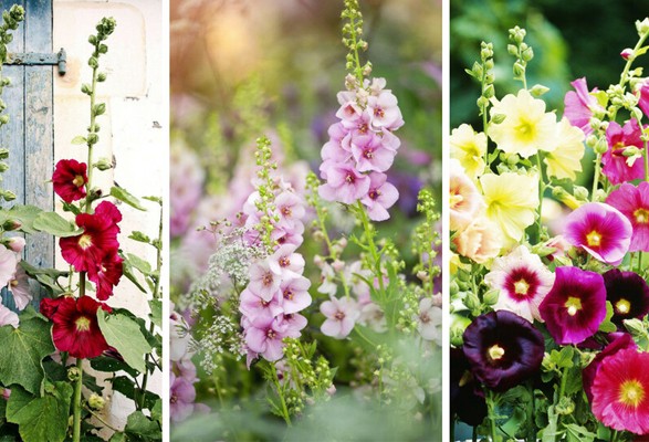 Graines de roses TREMIERES en mélange – Image 2