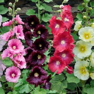 Graines de roses TREMIERES en mélange