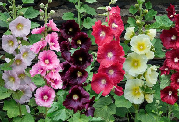 Graines de roses TREMIERES en mélange