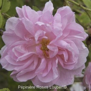 Rosier ancien Kazanlik (R. damascena trigintipetala)